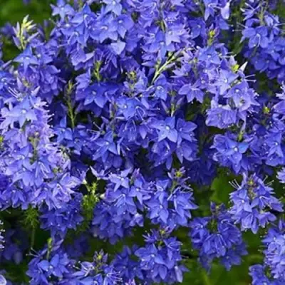 Вероника РОЯЛ БЛЮ большая в Речице