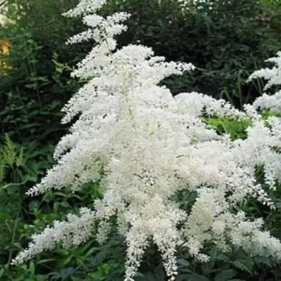 Астильба БРАУТШЛЕЙЕР Арендса в Речице