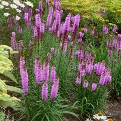 Лиатрис РОЗЕА колосковая в Речице