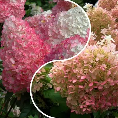 Комплект МАЛИНОВЫЙ ЗАКАТ в Речице