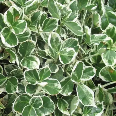 Бересклет ЭМЕРАЛЬД ГАИТИ форчуна  в Речице