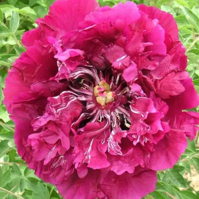 Пион ПУРПУРНЫЙ ОКЕАН древовидный в Речице