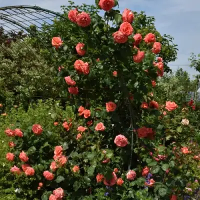 Роза ДИ ДИ БРИДЖУОТЕР плетистая в Речице