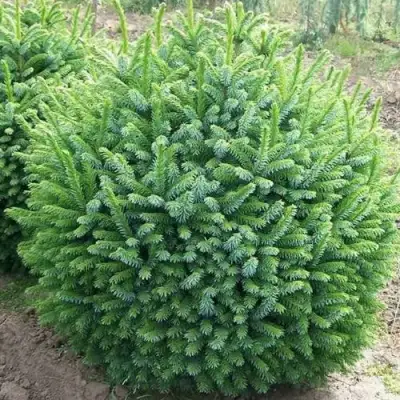 Ель НАНА сербская в Речице