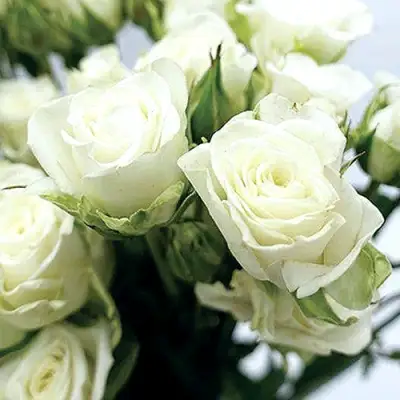 Роза СНОУФЛЕЙК спрей в Речице