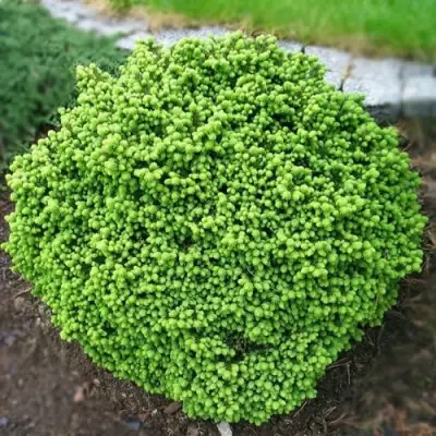 Ель ЛИТЛ ДЖЕМ обыкновенная в Речице