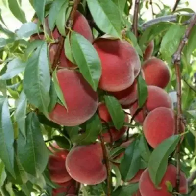 Персик ЮБИЛЕЙ СТОЛИЦЫ колонновидный в Речице