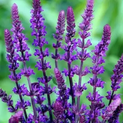 Шалфей КАРАДОНА в Речице