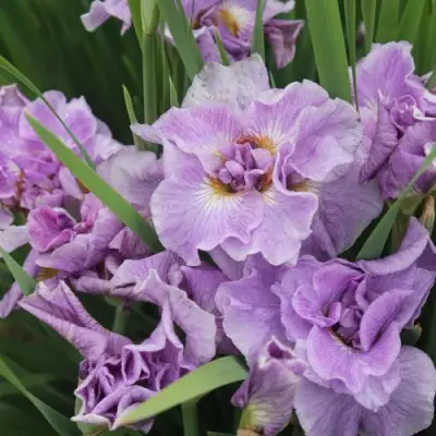 Ирис ХЭВИНГ ФАН сибирский в Речице