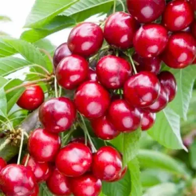 Вишня МАЛЮТКА колонновидная в Речице