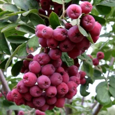 Рябина ТИТАН сладкоплодная  в Речице