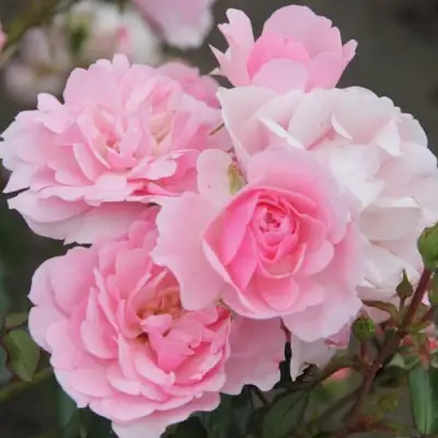 Роза БОНИКА флорибунда в Речице