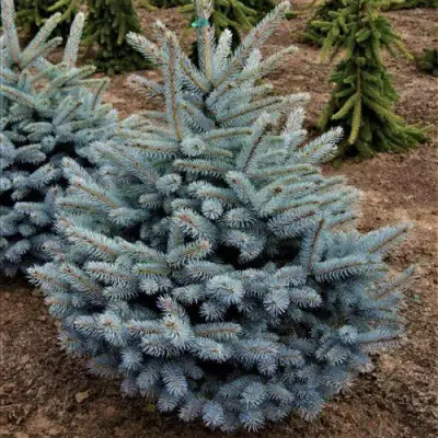 Ель МИСТИ БЛЮ голубая в Речице