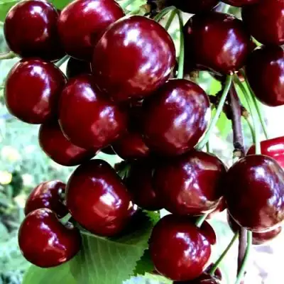 Черешня ОЛЕНЬКА в Речице