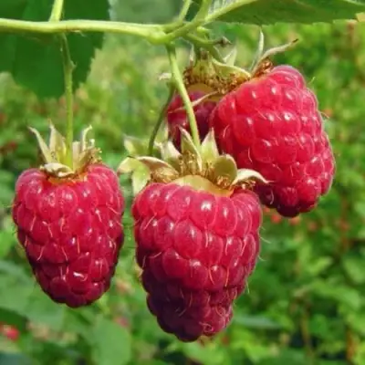 Малина ГОРДОСТЬ РОССИИ в Речице