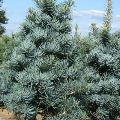 Пихта КОНКОЛОР в Речице