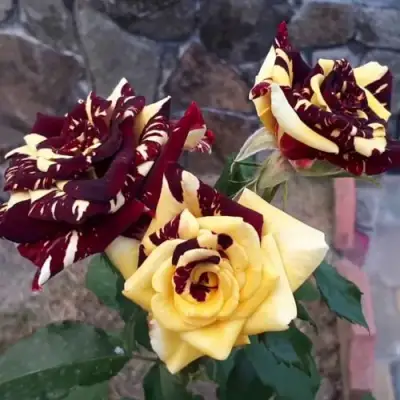 Роза АБРАКАДАБРА чайно-гибридная в Речице