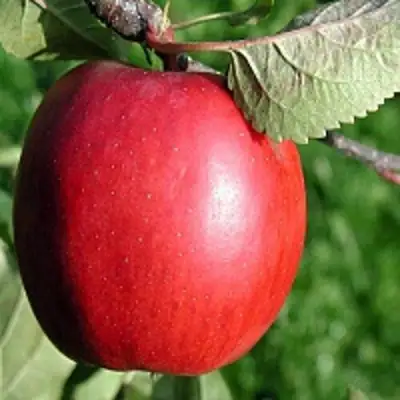 Яблоня РЕДФРИ в Речице