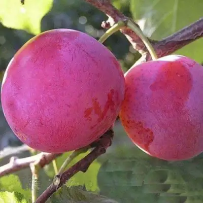 Слива ДЕЛИКАТНАЯ в Речице