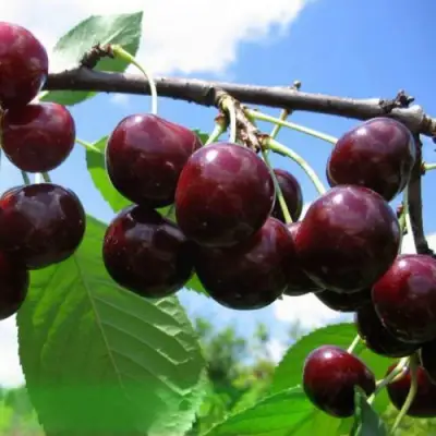 Дюк ЧУДО-ВИШНЯ в Речице