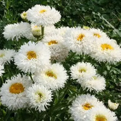 Нивяник КРЕЙЗИ ДЕЙЗИ наибольший в Речице