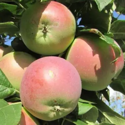 Яблоня МОСКОВСКОЕ ЗИМНЕЕ в Речице