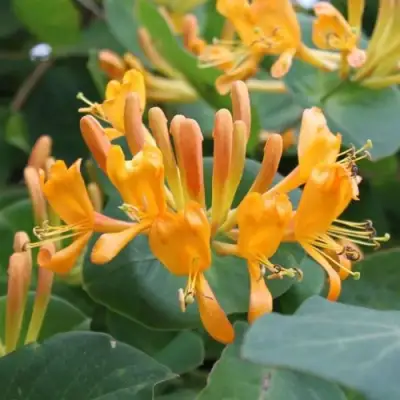 Жимолость ТЕЛЬМАНА в Речице