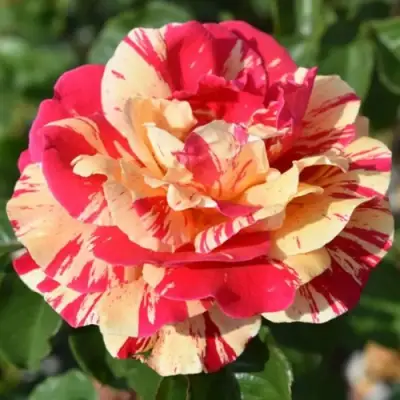 саженцы розы Ванилла Фрайз