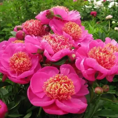 Пион ДОРИН травянистый в Речице