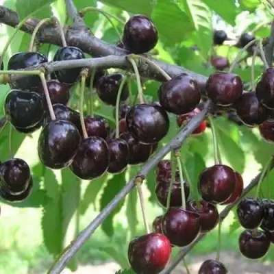 Черешня ЛЮБИМИЦА АСТАХОВА в Речице