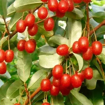 ГУМИ (ЛОХ МНОГОЦВЕТКОВЫЙ) в Речице