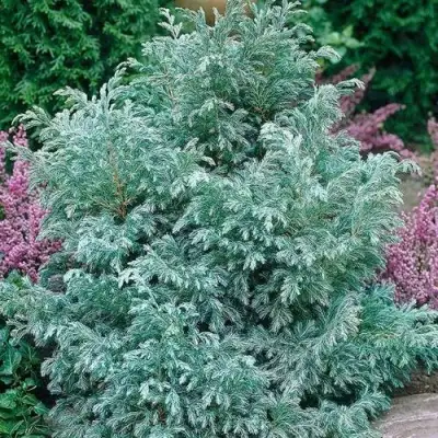 Кипарисовик БУЛЕВАРД горохоплодный в Речице