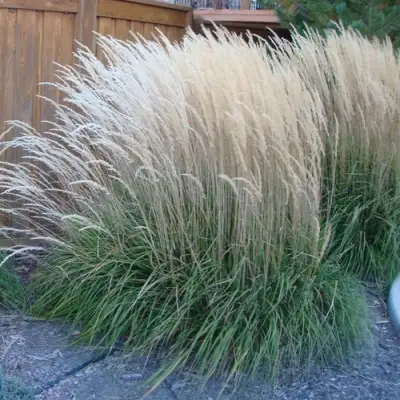 Вейник КАРЛ ФОРСТЕР остроцветковый в Речице