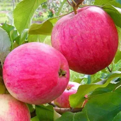 Яблоня РОЗОВЫЙ НАЛИВ в Речице