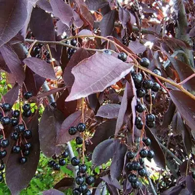 Черемуха виргинская ШУБЕРТ в Речице