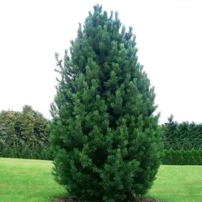 Сосна кедровая европейская в Речице