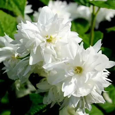 Жасмин ДАМ БЛАНШ в Речице