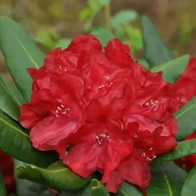 Рододендрон БУЗУКИ в Речице