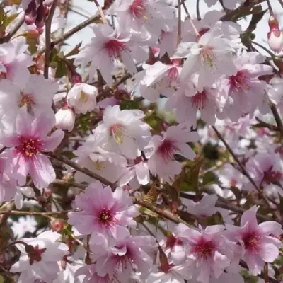 Сакура МИКИНОРИ в Речице