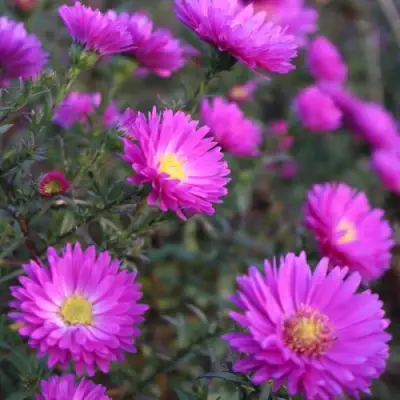 Астра КАРМИНКУППЕЛЬ в Речице