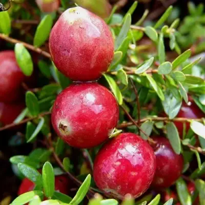 Клюква СТИВЕНС в Речице