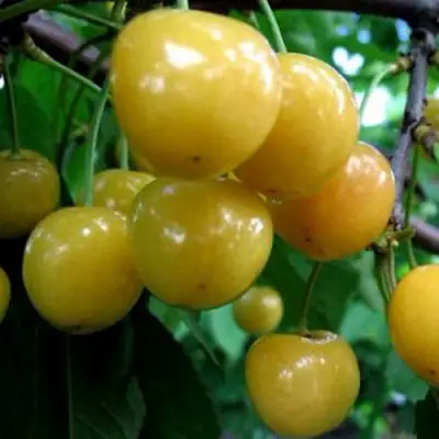 Черешня РОССОШАНСКАЯ ЗОЛОТАЯ в Речице