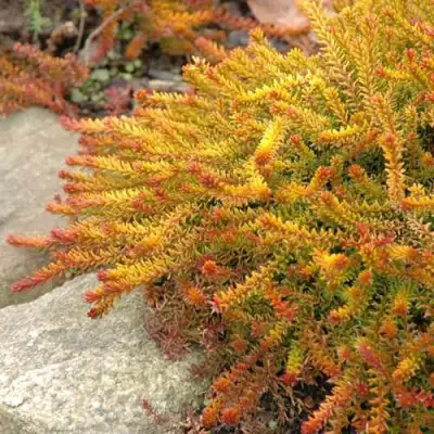 Водяника БЕРНШТЕЙН черная в Речице