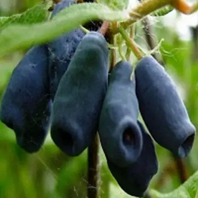 Жимолость съедобная НАРЫМСКАЯ в Речице