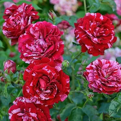 Роза ДИП ИМПРЕШН флорибунда в Речице