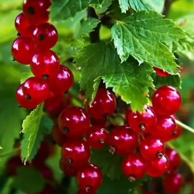 Смородина красная РОЛАН в Речице