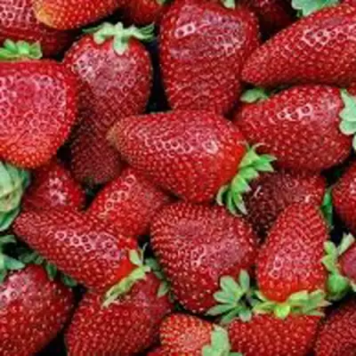 Клубника СКАЛА в Речице