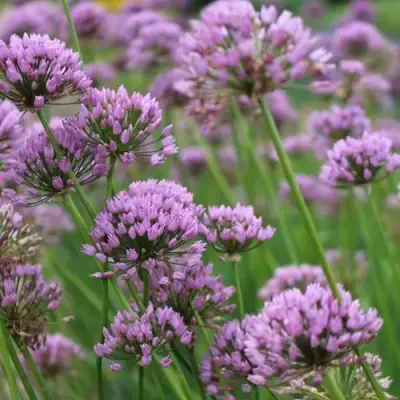 Лук угловатый в Речице