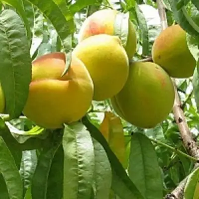 Персик СЕЯНЕЦ СТАРКА в Речице