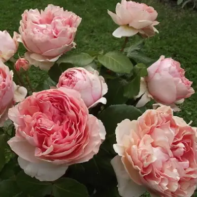 Роза ФИЛИНГ чайно-гибридная в Речице